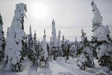Winter Scene